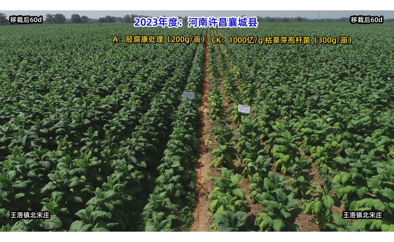 胫腐康效果展示（2021年许昌襄城闫寨源头控制根茎类病害技术服务）