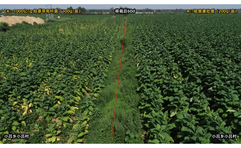 胫腐康效果展示（2021年许昌禹州小吕源头控制根茎类病害技术服务）