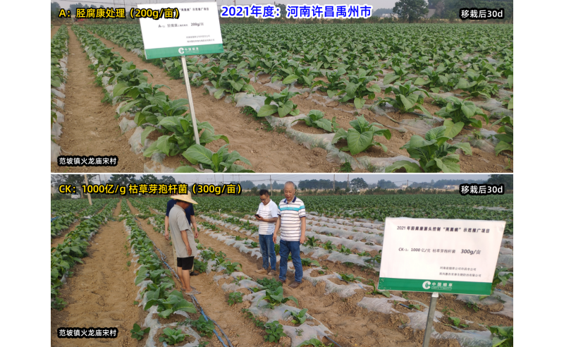 胫腐康效果展示（2021年许昌禹州源头控制根茎类病害技术服务）