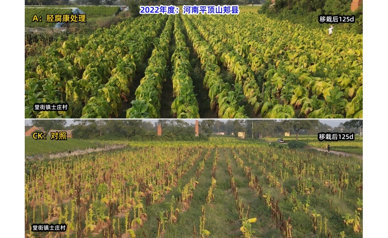 胫腐康效果展示（2022年平顶山郏县源头控制根茎类病害技术服务）