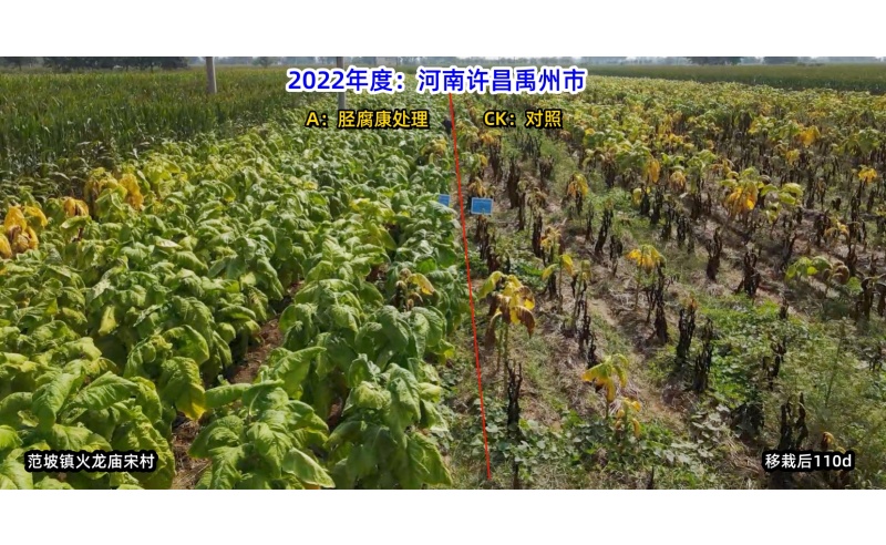胫腐康效果展示（2022年许昌禹州范坡源头控制根茎类病害技术服务）