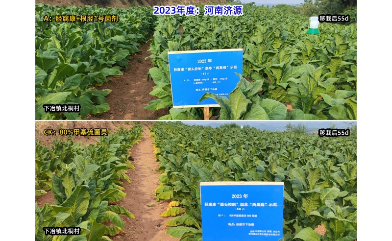 胫腐康效果展示（2023年济源下冶源头控制根茎类病害技术服务）