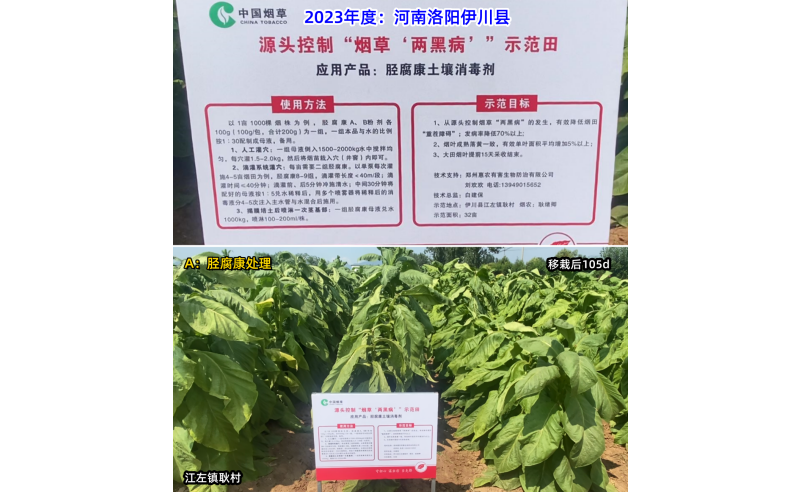 胫腐康效果展示（2023年洛阳伊川县源头控制根茎类病害技术服务）