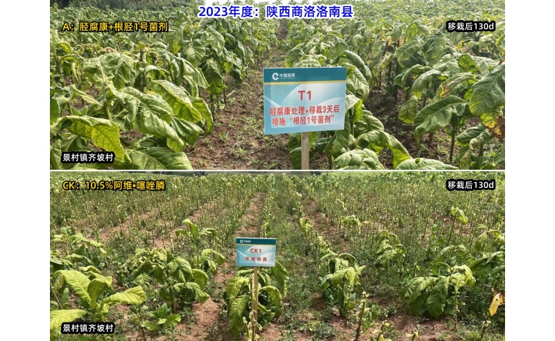 胫腐康效果展示（2023年商洛洛南县源头控制根茎类病害技术服务）