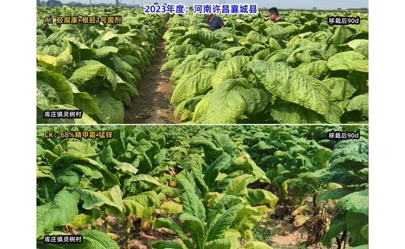 胫腐康效果展示（2023年许昌襄城县源头控制根茎类病害技术服务）