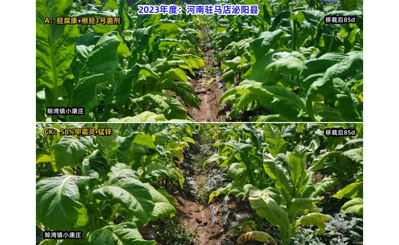 胫腐康效果展示（2023年驻马店泌阳赊湾源头控制根茎类病害技术服务）
